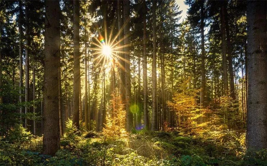 2018年各省绿化造林规划出炉，苗木销售将迎来爆发期！