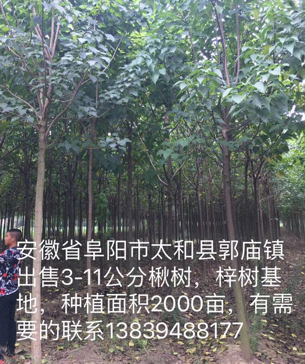 安徽省阜阳市太和县郭庙镇出售3-11公分楸树、梓树基地