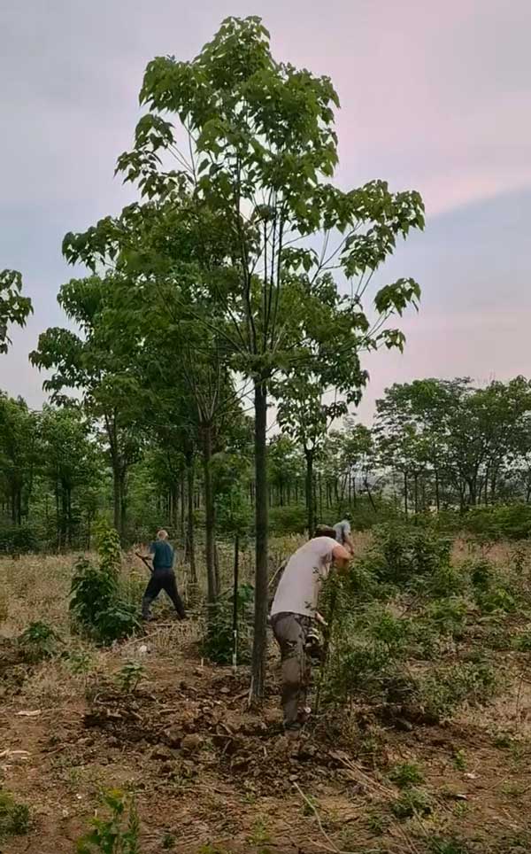 10公分楸树大量出售中