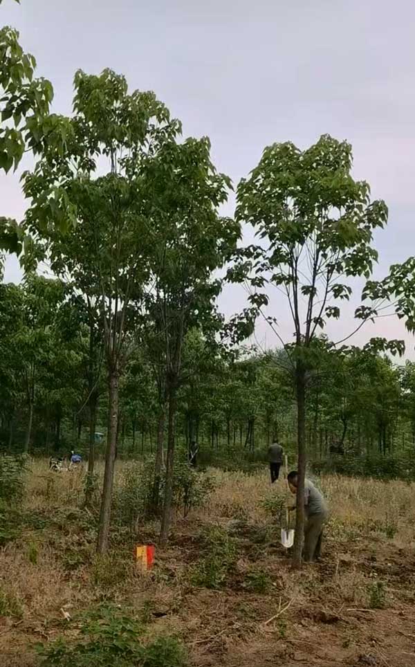 10公分楸树大量出售中
